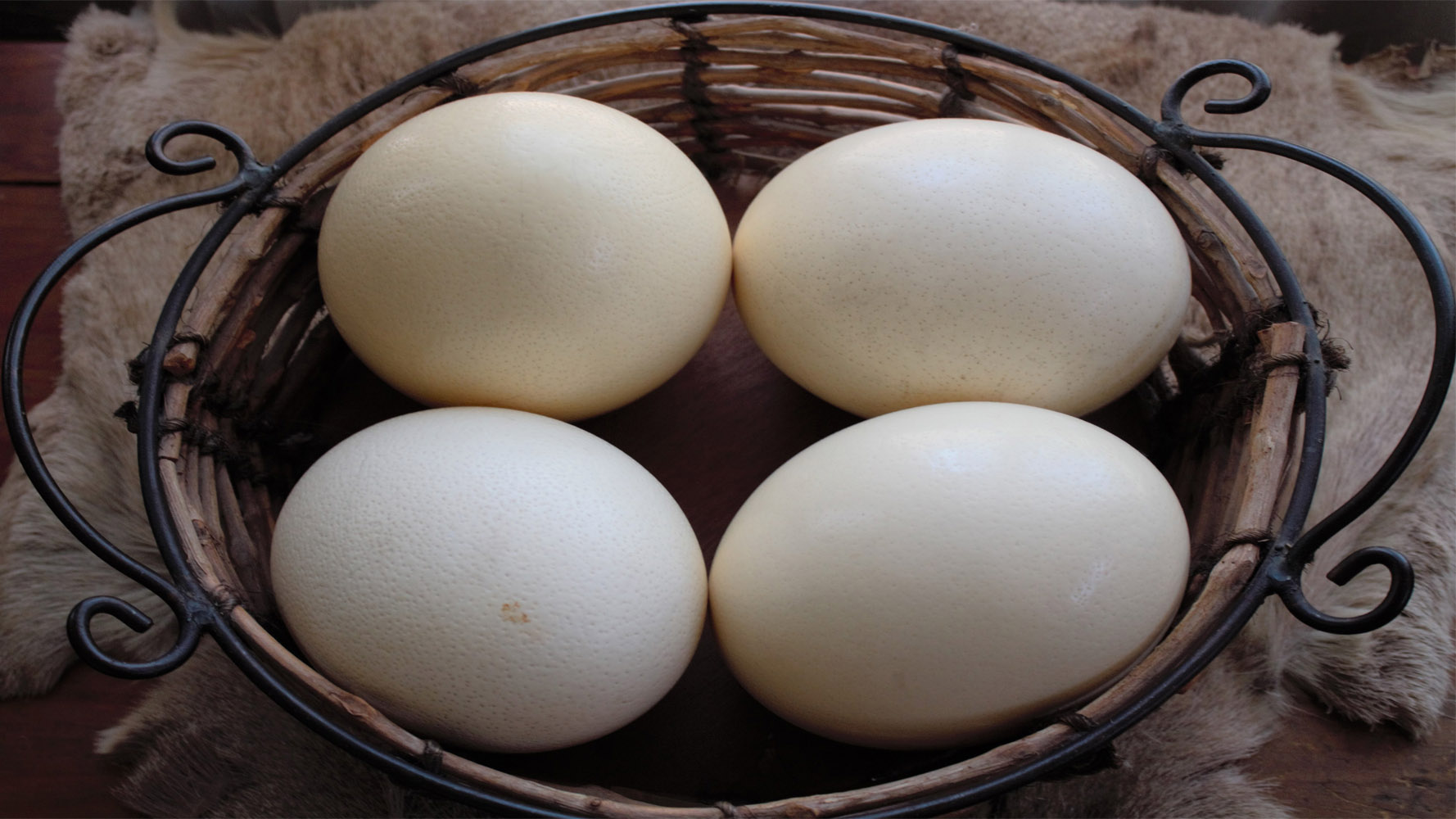 Deve Kuşu yumurtası fiyatları,Deve Kuşu yumurtası piyasası, Deve Kuşu yumurtası resmi