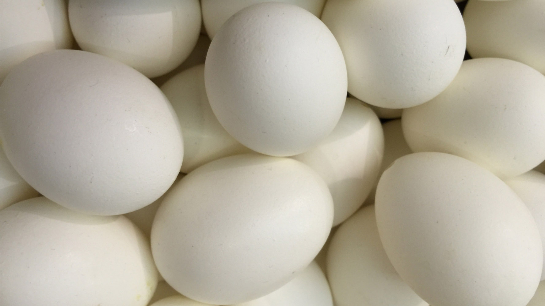 Kaz yumurtası fiyatları,Kaz yumurtası piyasası, Kaz yumurtası resmi