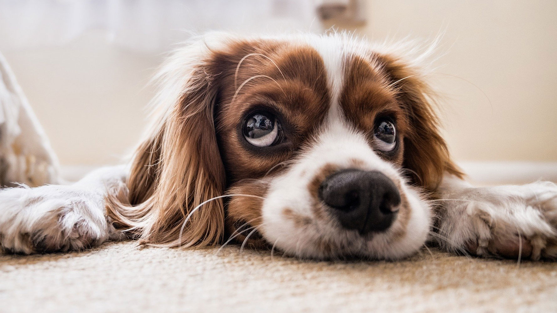 Köpek fiyatları,Köpek piyasası, Köpek resmi