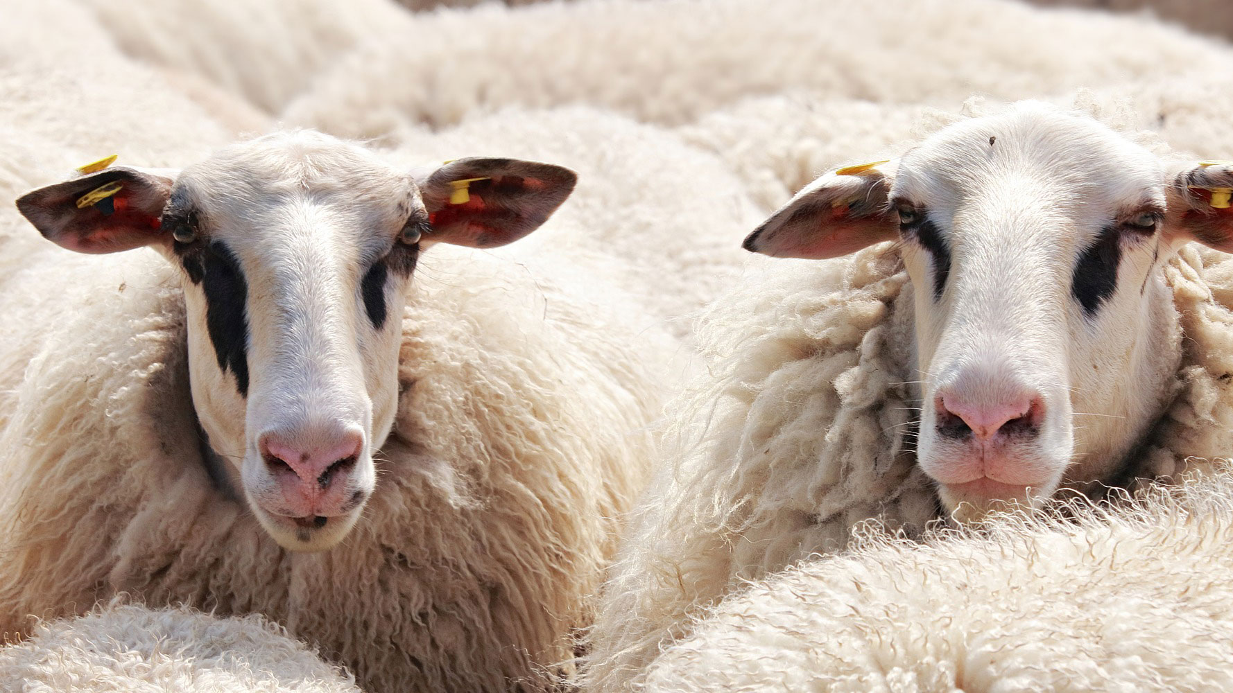 Kurbanlık Koyun fiyatları,Kurbanlık Koyun piyasası, Kurbanlık Koyun resmi