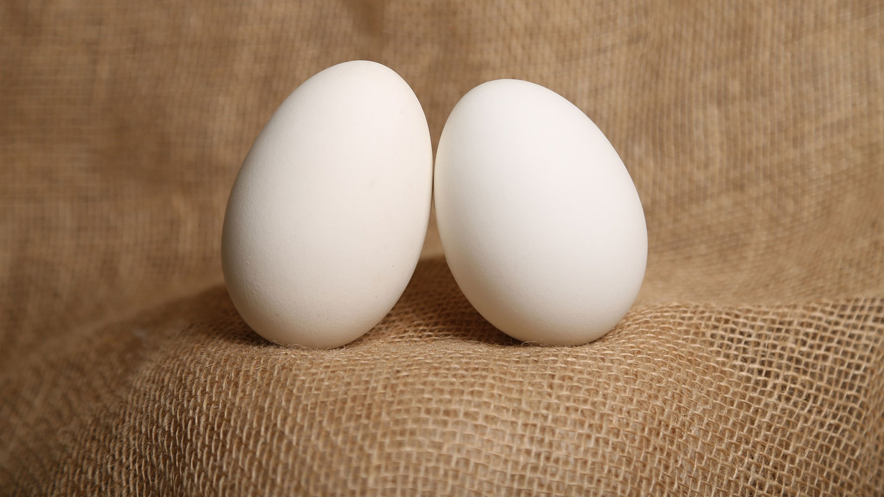 Ördek yumurtası sayfası, Ördek yumurtası resmi