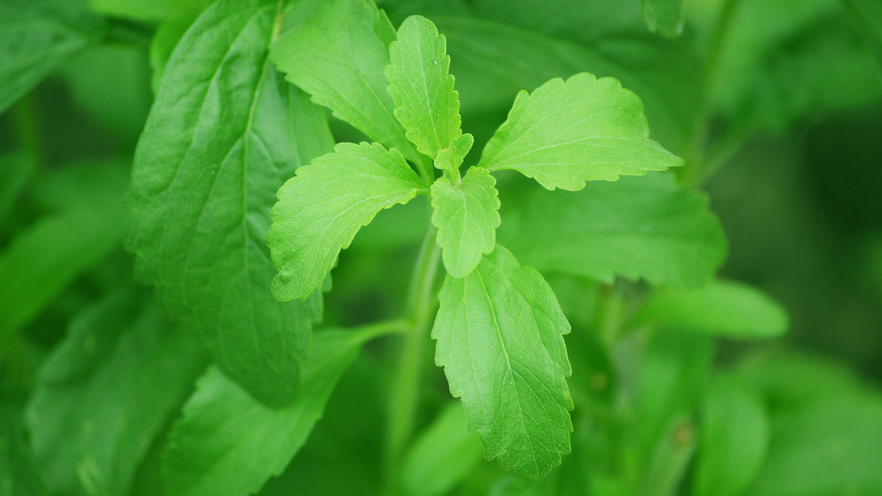 Stevia (Şeker Otu) fiyatları,Stevia (Şeker Otu) piyasası, Stevia (Şeker Otu) resmi