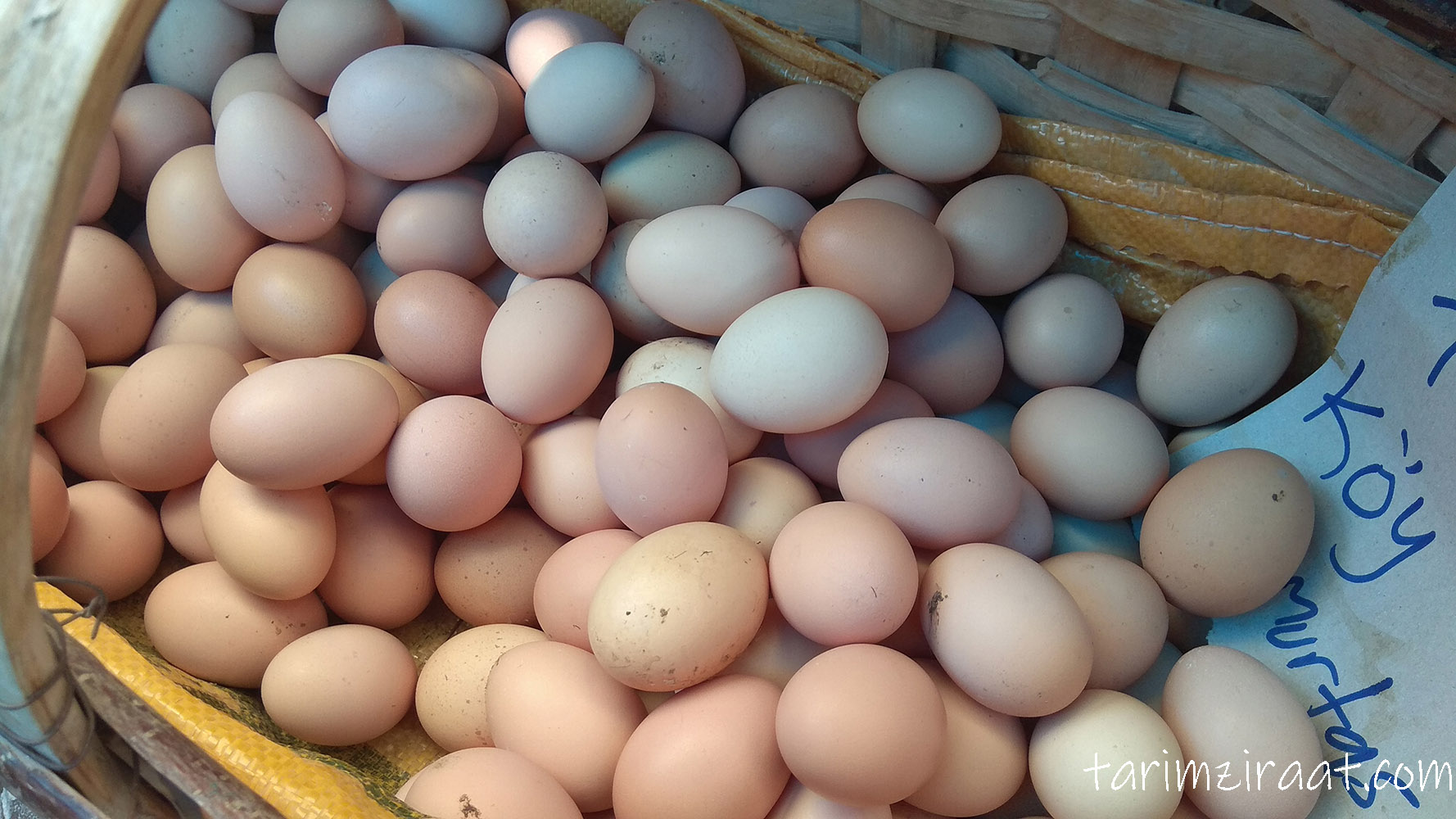 Tavuk Yumurtası fiyatları,Tavuk Yumurtası piyasası, Tavuk Yumurtası resmi