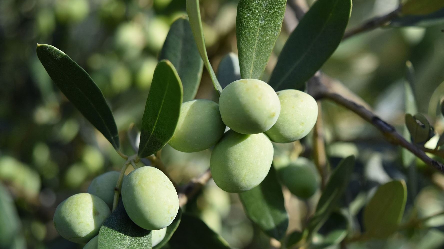 Zeytin fidanı fiyatları,Zeytin fidanı piyasası, Zeytin fidanı resmi