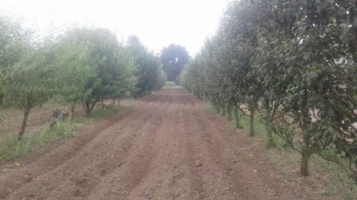 Füpaş fidancılık