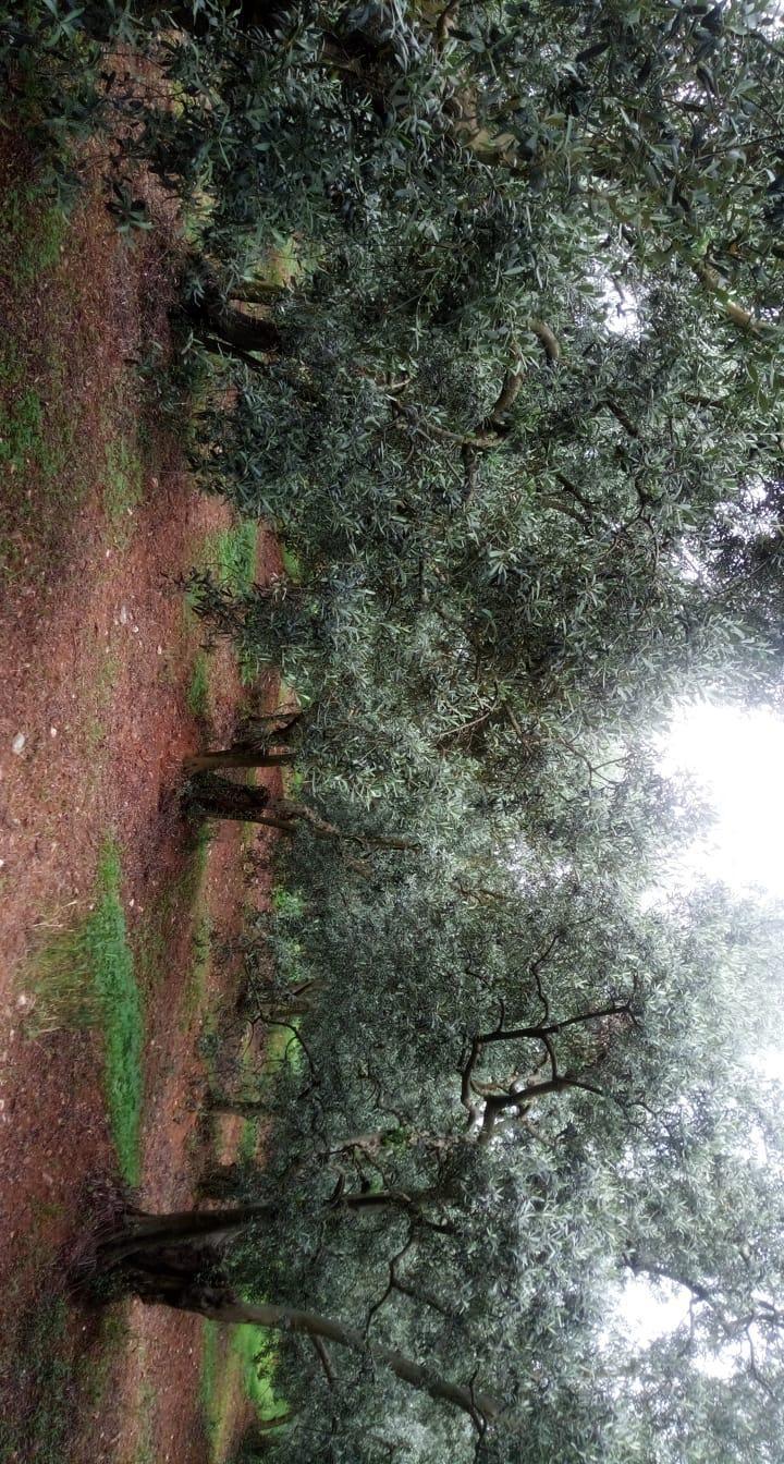Gülşah Şenol