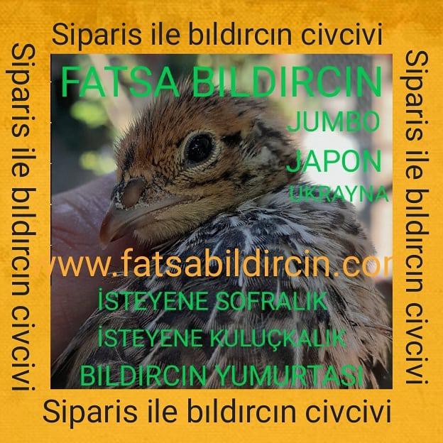 Fatsa Bildircin - tarimziraat.com