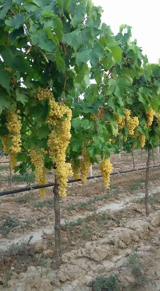 Ramazan Kızıl