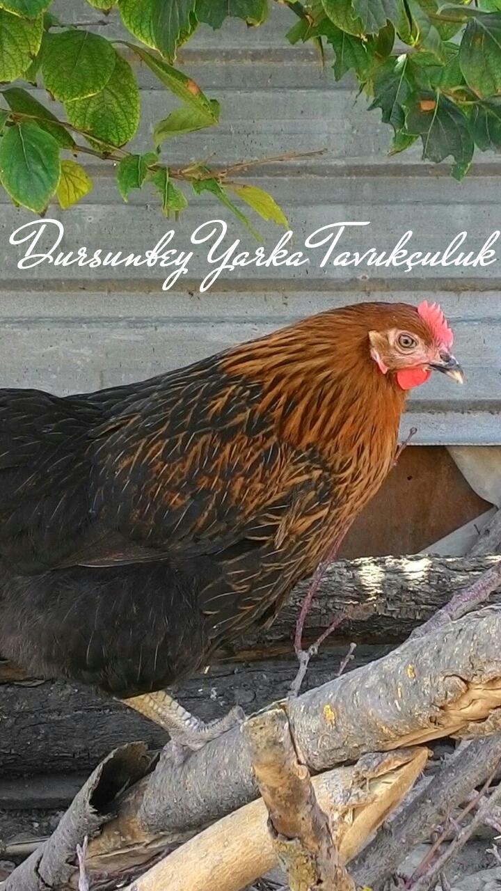 Dursunbey Yarka