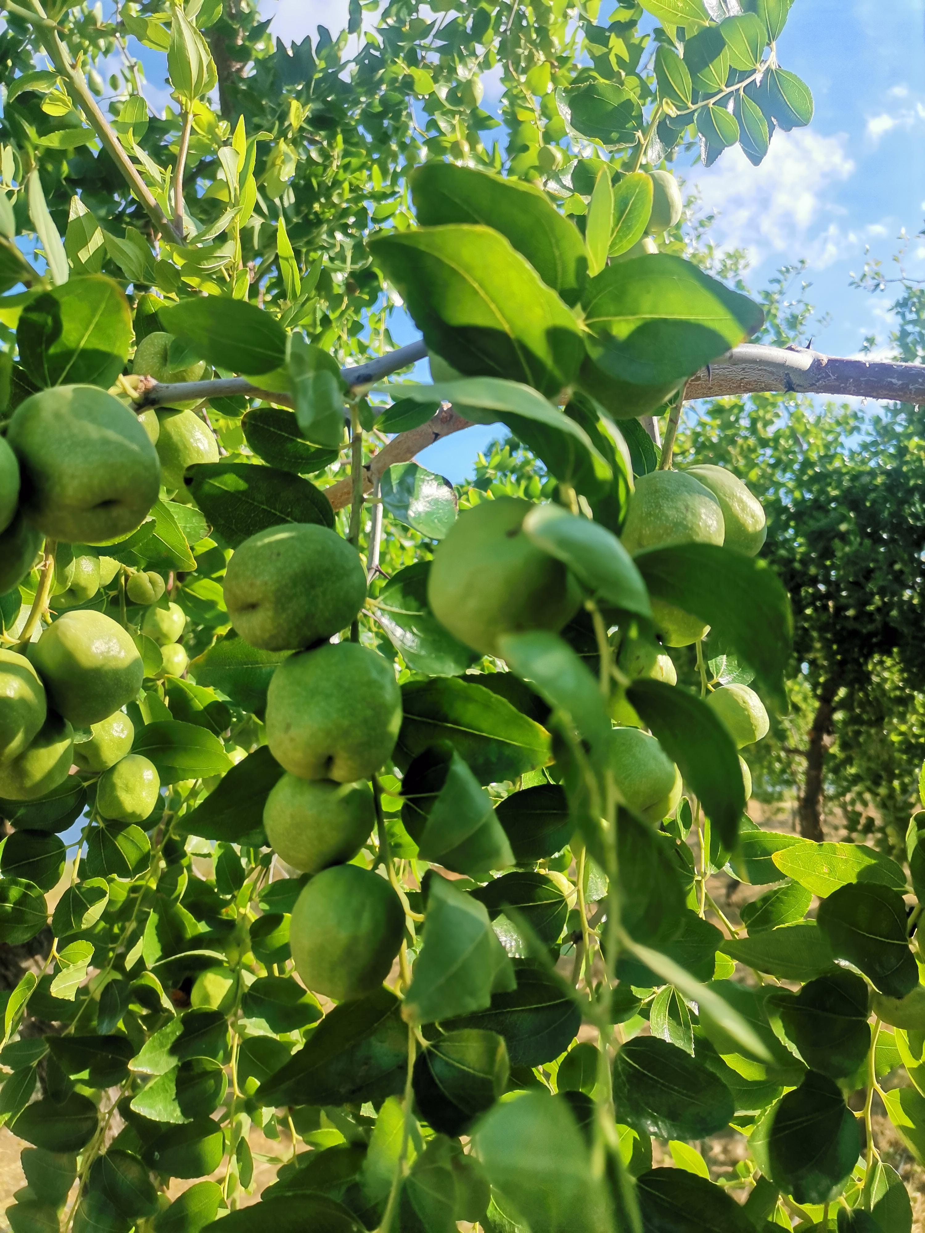 Altay Özçeli̇k