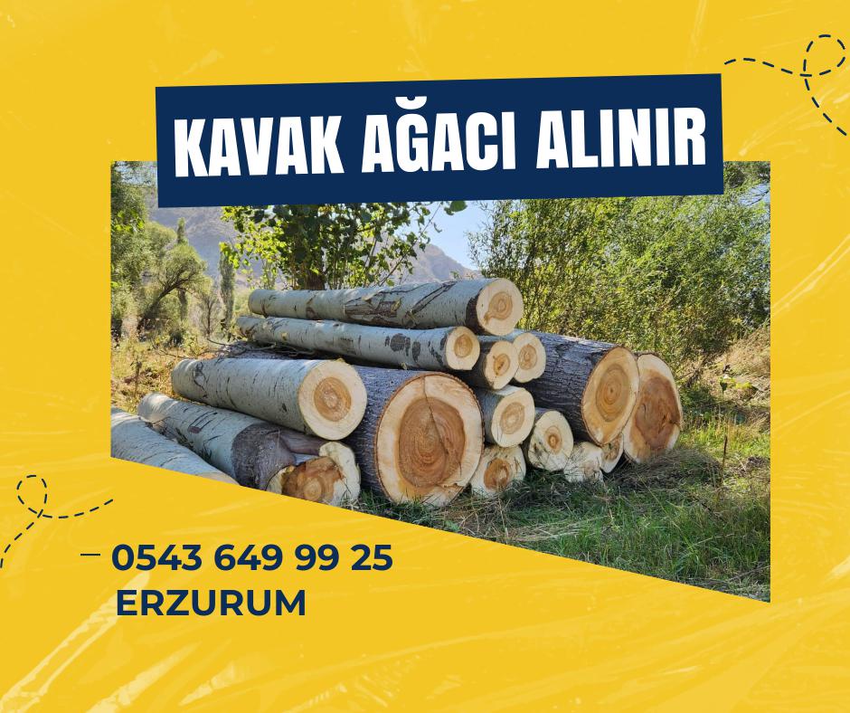 Oğuzhan Çakır