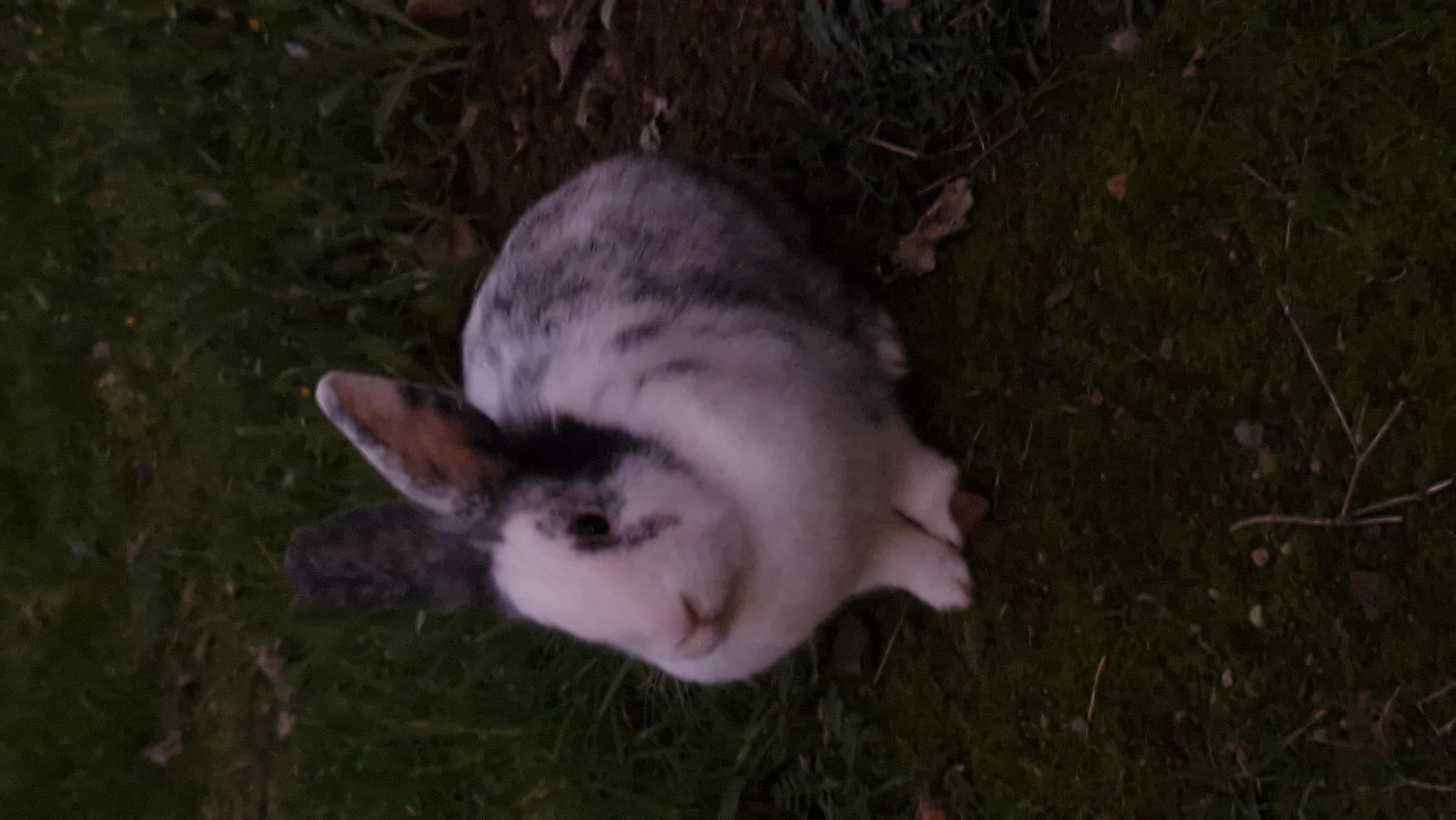 Zehra Nur Yıldırım