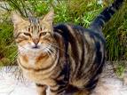 Kedi Hastalıkları