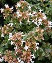 Abelia Chinensis