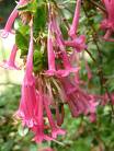 Abelia Floribunda
