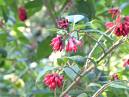 Aberon Cestrum Purpureum