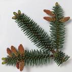 Abies Pinsavo