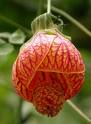 Abutillon , Kargülü , Ağaçküpesi Abutilon Striatum