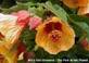 Abutilon Hybridum (Apricot)