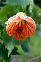 Abutilon Striatum