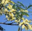 Acacia Caffra