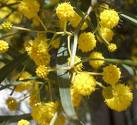 Acacia Cyanophylla Lindley