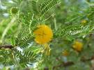 Acacia Farnesiana (L) Wild