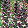 Acanthus Mollis