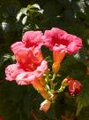 Acem Borusu Campsis Radicans