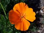 Acem Lalesi Eschscholzia Californica