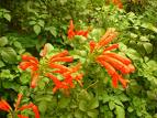 Acemborusu Tecomaria Capensis