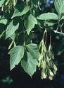 Acer Negundo L.
