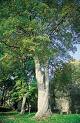 Acer Pseudoplatunus L.