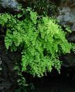 Adianthum Capillus Veneris