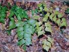 Adiantum Tenerum