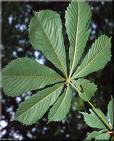 Aesculus Hippocastanea