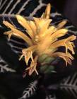 Afelandra Aphelandra Squarrosa
