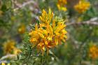 Ağaçfunda Medicago Arborea