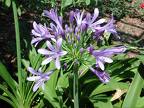 Agapanthus Orientalis