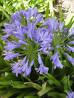 Agapantüs , Doğuzambağı Agapanthus Orientalis
