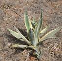 Agave Americana L.