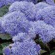 Ageratum Houstonianum
