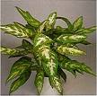 Aglaonema Commutatum Pseudobracteatum