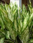Aglonema Aglaonema Commutatum Pseudobracteatum
