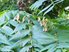 Ailanthus Altissima (Miller) Swingle