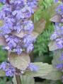 Ajuga , Mayasılotu Ajuga Reptans L.