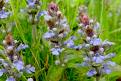 Ajuga Reptans L.