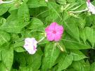 Akşam Sefası , Gece Sefası Mirabilis Jalapa