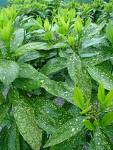 Akuba Aucuba Japonica