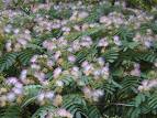 Albizia Julibrissin Durazz